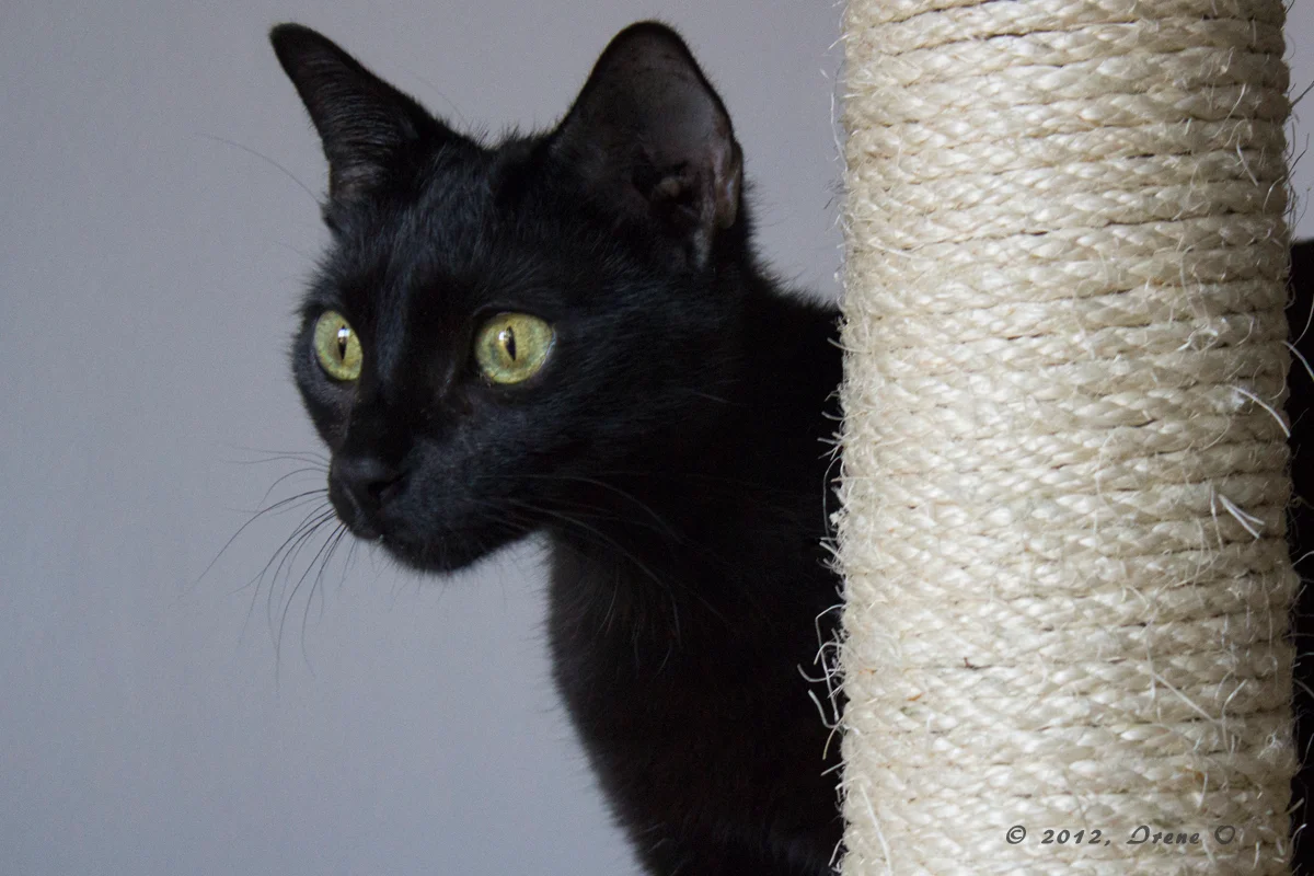 Feliz Animal - Bild 2