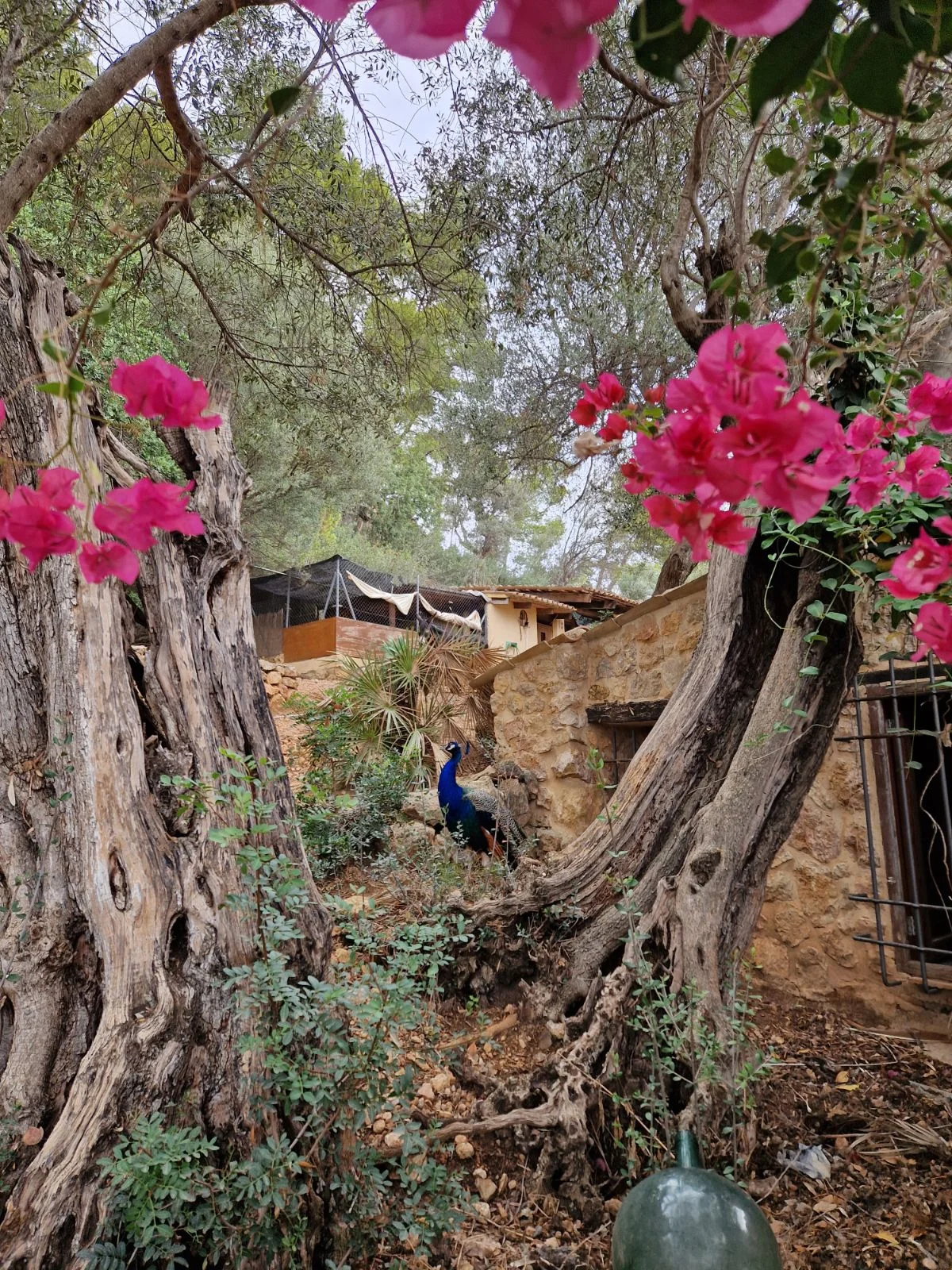 Feliz Animal - Bild 8