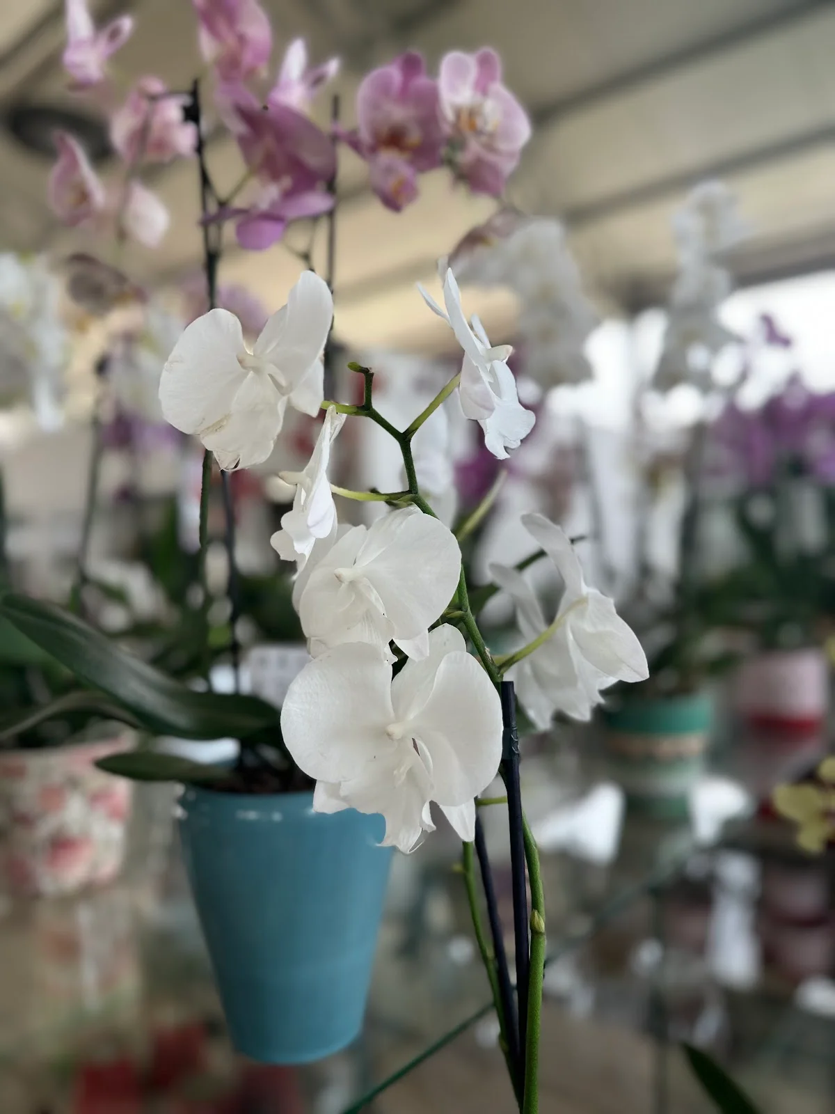 JARDINERIA C'AN PERET - Bild 6