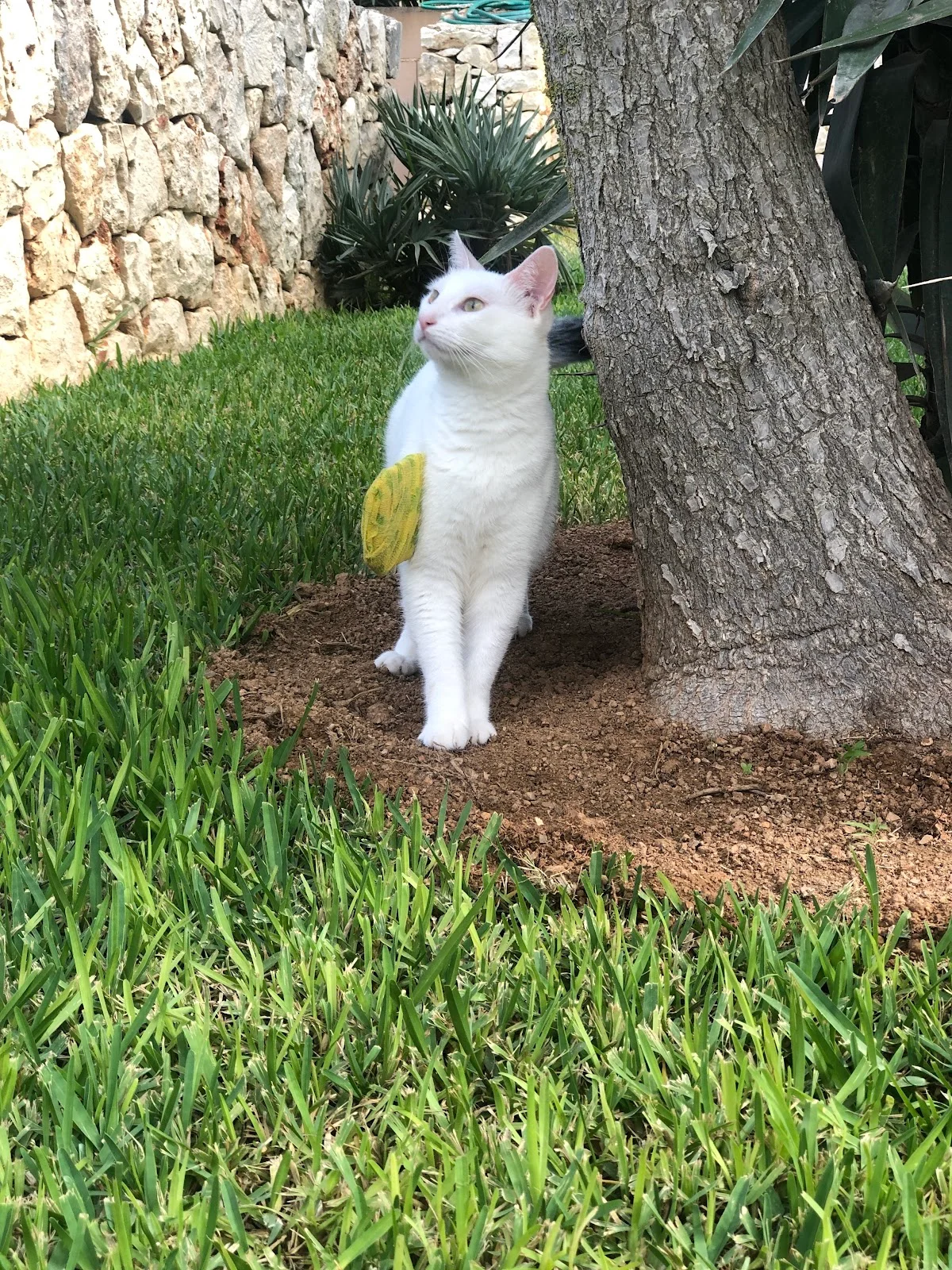 MiVet Hospital Veterinario - Bild 10