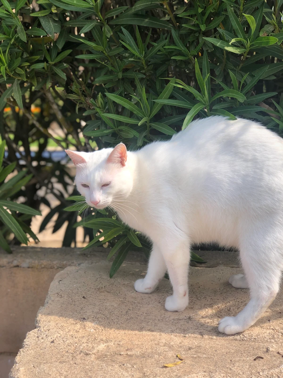 MiVet Hospital Veterinario - Bild 6