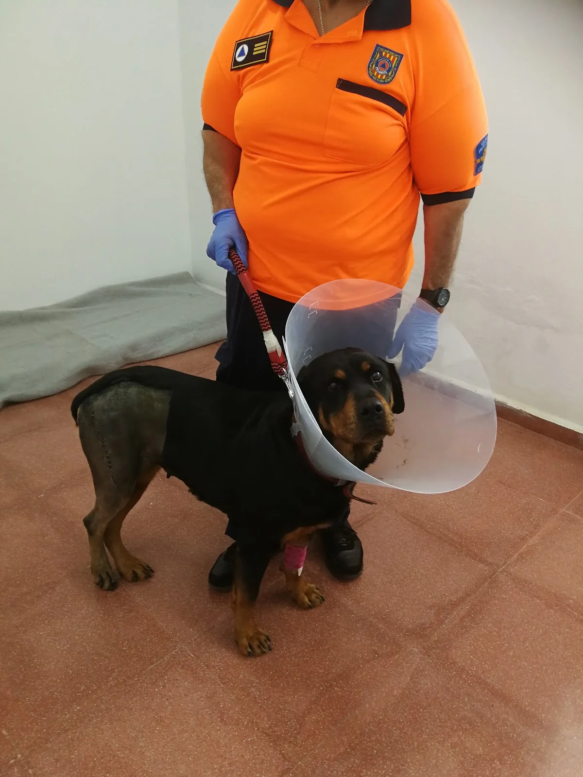 MiVet Hospital Veterinario - Bild 9