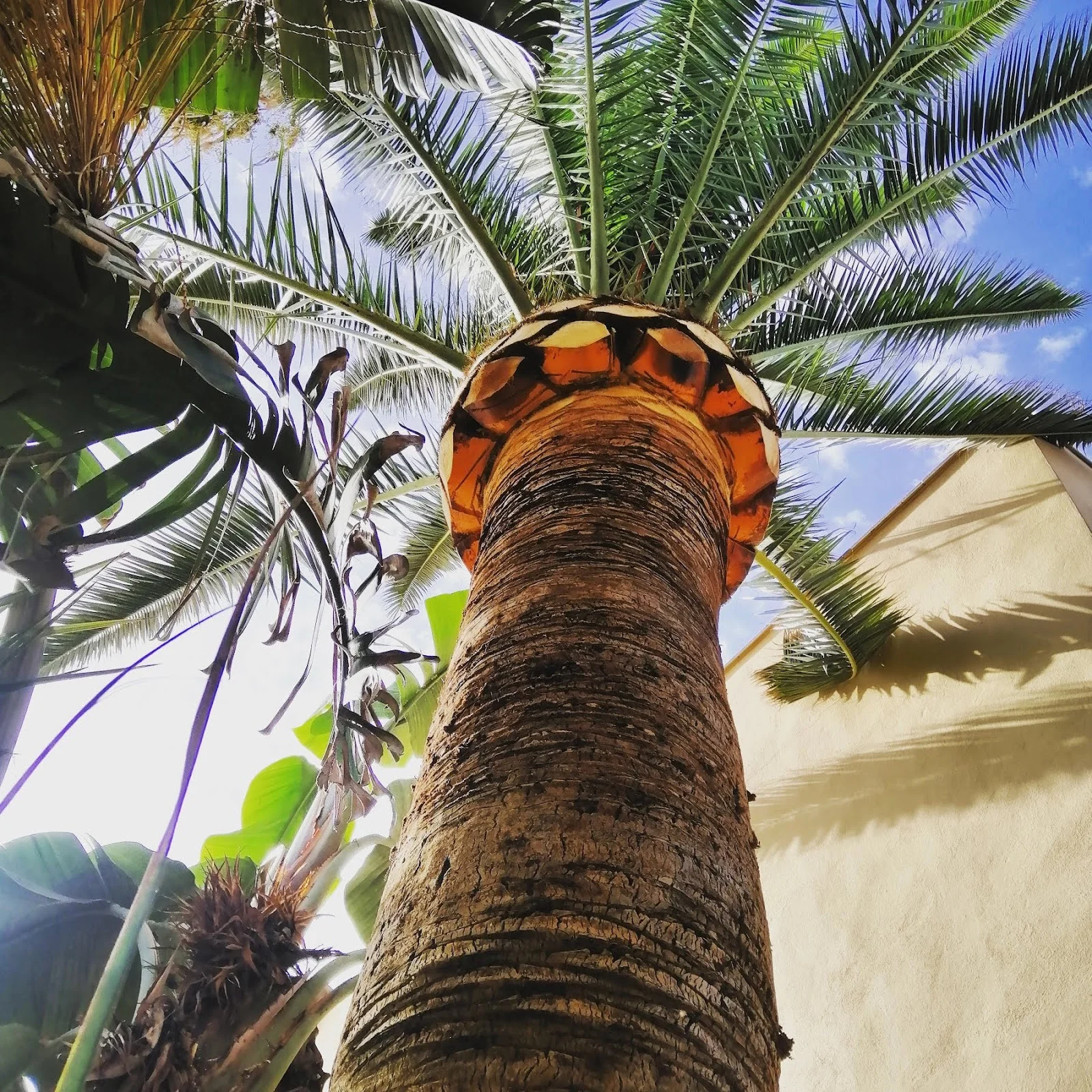 Aperelló jardines - Bild 3