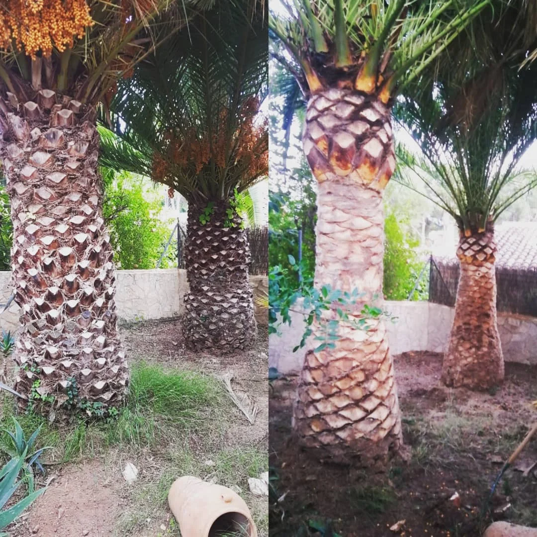 Aperelló jardines - Bild 7